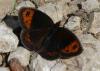 Erebia neoridas